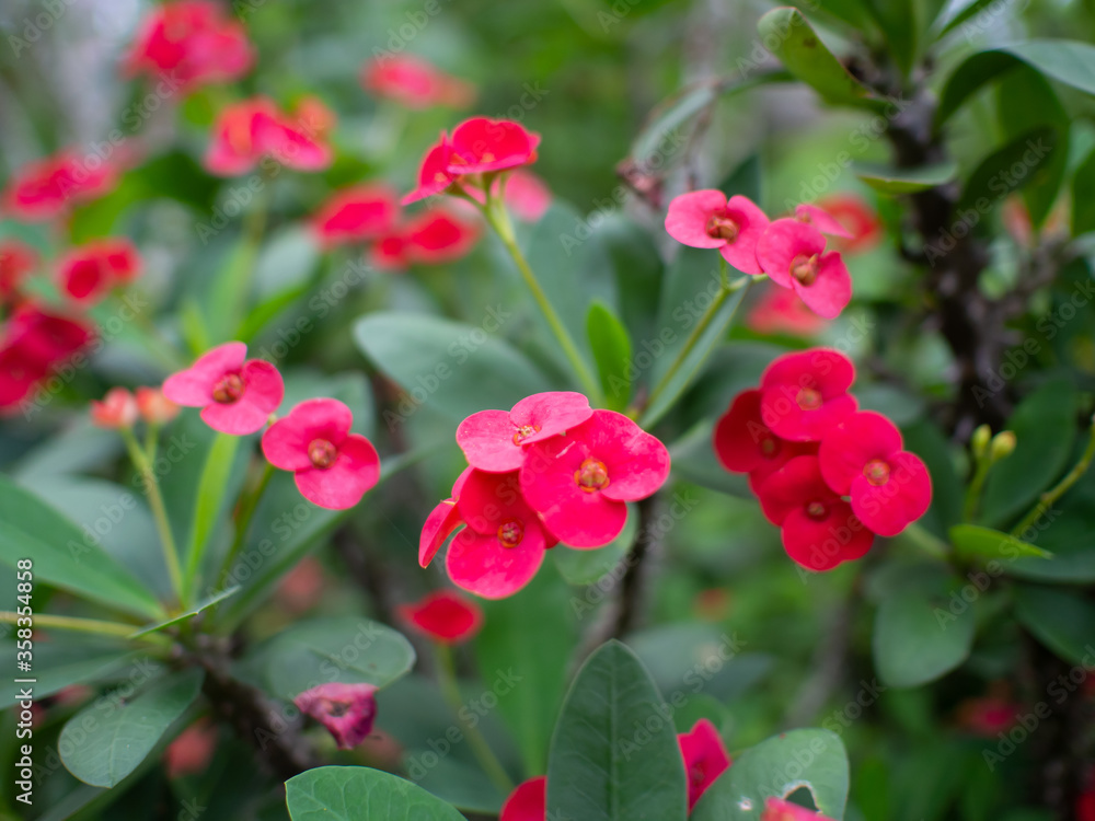 Red euphorbia milii desmoul is blooming. Crown of Thorns flower Red euphorbia milii desmoul is blooming. Crown of Thorns flower