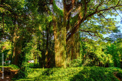 Fototapeta Naklejka Na Ścianę i Meble -  Beautiful nature of the Metropolitan forest park, Havana, Cuba