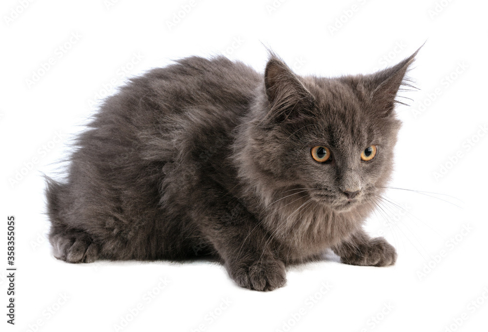 Young grey maine coon cat