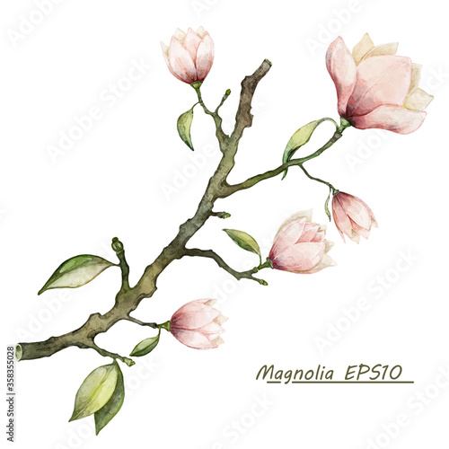 Vector watercolor botanical illustration. Pink magnolia flower branch
