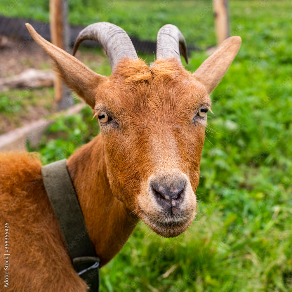 Portrait of a young brown goat in a meadow Portrait of a young brown goat in a meadow