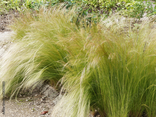 Stipa tenuifolia | Stipe cheveux d'ange ou jarava plumeux au feuillage décoratif soyeux, doré et arqué se mouvant comme une cascade aux moindres soufles de vent ou embruns photo