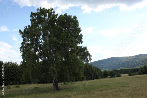 Huge tree. Green Birch stands in the middle of a green field in the mountains. Blue sky