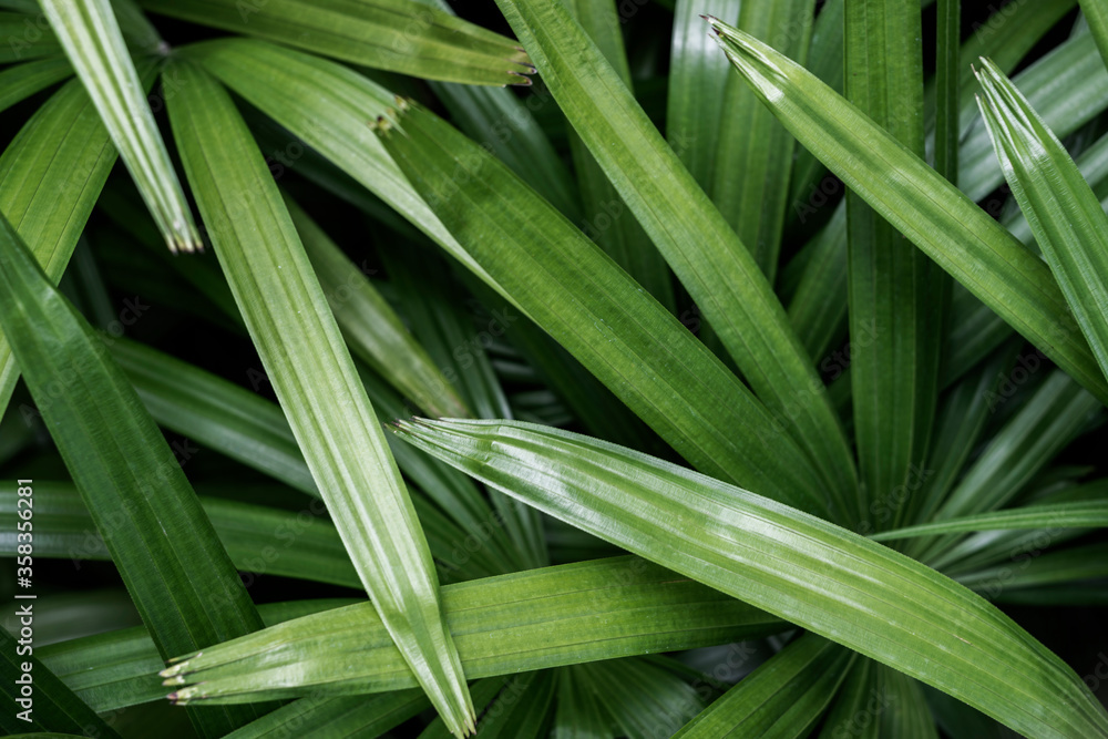 Close up green leaf Texture background with light behind Close up green leaf Texture background with light behind