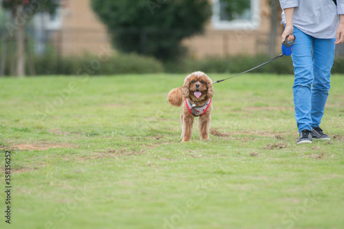 ドックランで犬が楽しそうに走り回っている様子 © nakajimovie