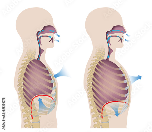 Human respiration (Inhalation and Exhalation)
