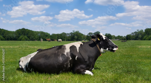 Foto Eating and ruminating black-and-white cow lies relaxed in the green grass in a typical Dutch landscape