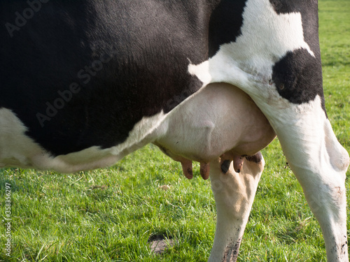 фотографія Detail of the rear and udder of a black and white cow in a green meadow