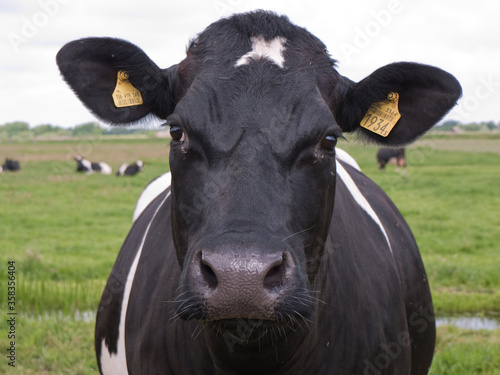 Fotografie, Tablou Cow with yellow ear tags looking into the camera