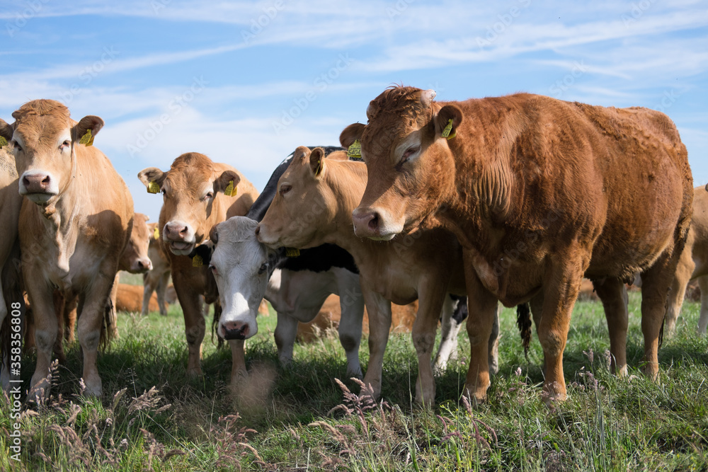 Beef Cows look in a green meadow against a blue sky with clouds