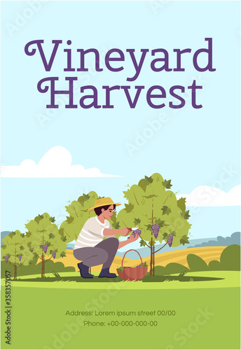 Vineyard harvest poster template. Farmer pick grapes. Commercial flyer design with semi flat illustration. Vector cartoon promo card. Grape crop for winery production advertising invitation