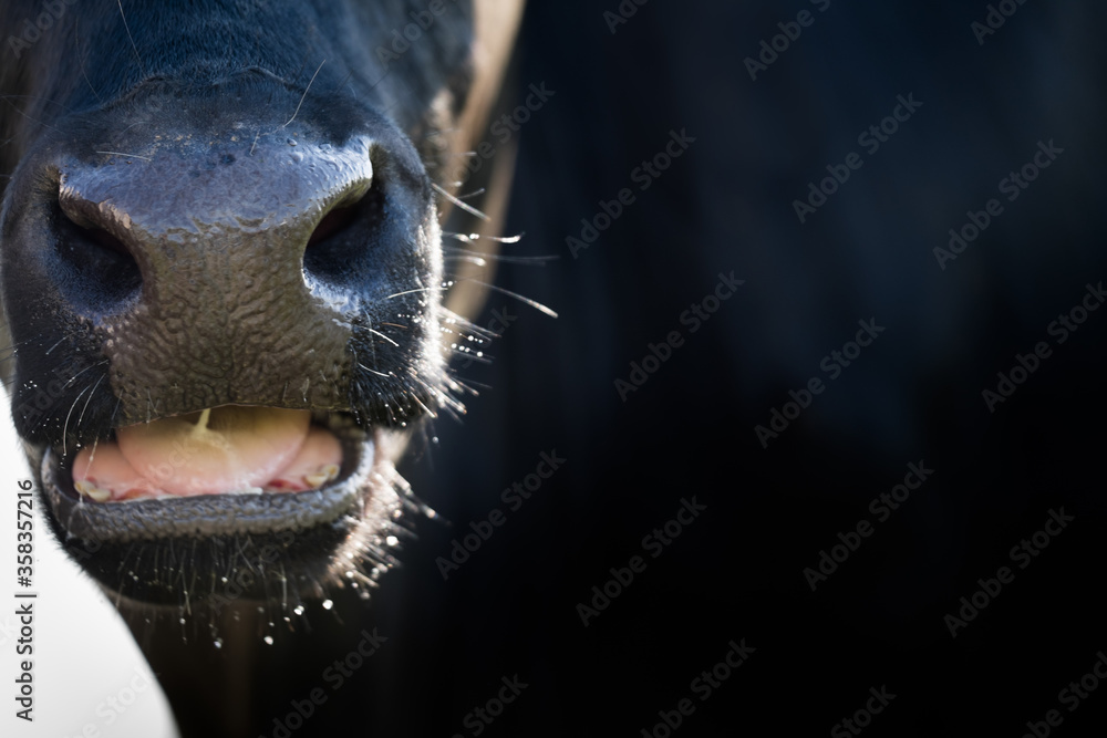 Close-up of a ruminant all-black cow lit sideways by the sun. The beak is slightly open, the tongue and some teeth are visible. Focus on the animal's shiny nose. Narrow depth of field