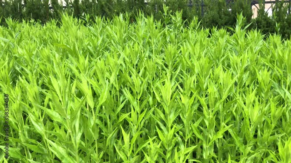 Green grass plants in the wind. Landscape of meadow plants in the wild. Cloudy day. Green grass plants in the wind. Landscape of meadow plants in the wild. Cloudy day.