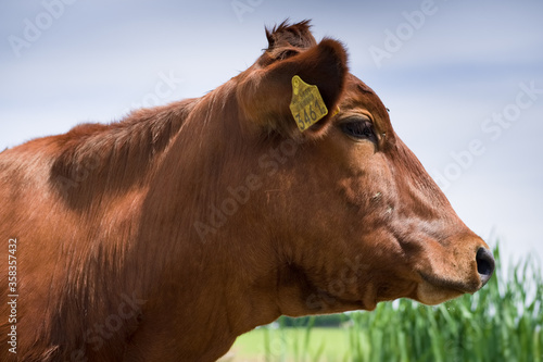 Side view of the head of a red cow with pale blue cloudy sky and green reed on background