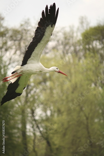 White Stork in flight agains tree foliage Ciconia ciconia not Syberian Crane, calm pastel colors