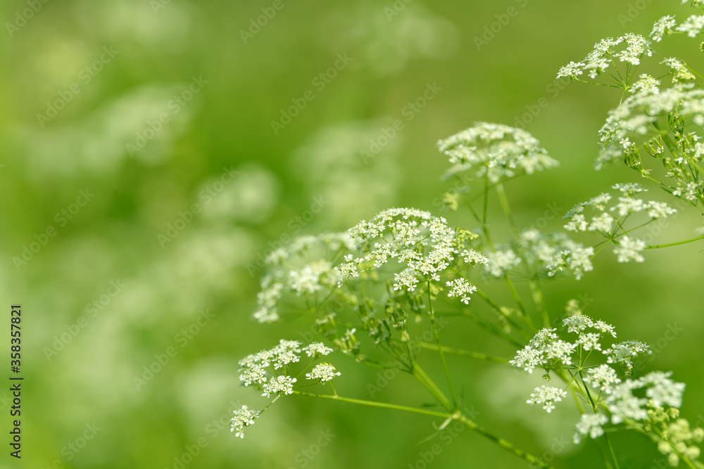 Anise flower field. Food and drinks ingredient. Fresh medicinal plant. Seasonal background. Blooming anise field background on summer sunny day. Anise flower field. Food and drinks ingredient. Fresh medicinal plant. Seasonal background. Blooming anise field background on summer sunny day.