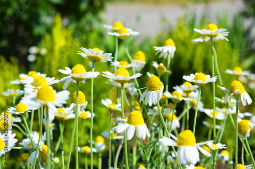 Bright colorful ripe white medicinal daisies growing on a piece of land and lit by the summer sun.
