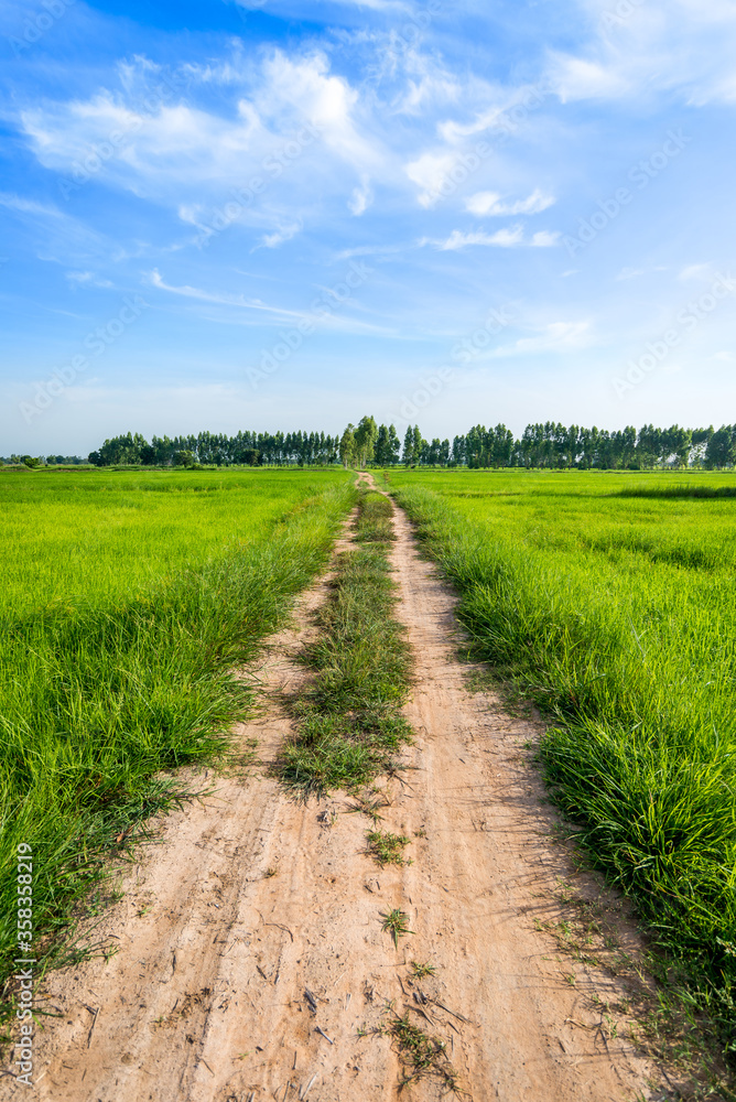 Country Road in the green rice paddy fields Country Road in the green rice paddy fields
