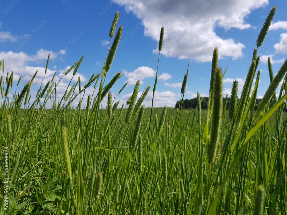 Obraz premium Green grass against blue sky