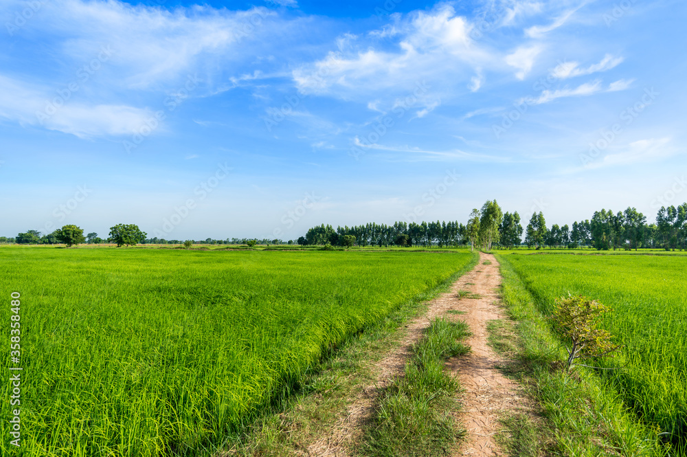 Country Road in the green rice paddy fields Country Road in the green rice paddy fields