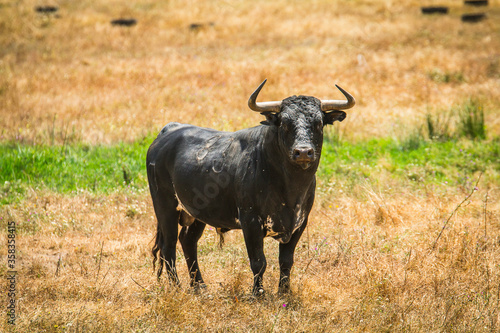 Fototapeta Naklejka Na Ścianę i Meble -  Portuguese wild bull herd in the prairie
