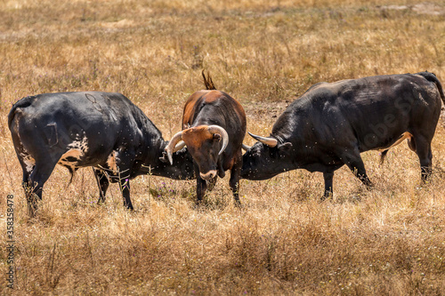 Fototapeta Naklejka Na Ścianę i Meble -  Portuguese wild bull herd in the prairie
