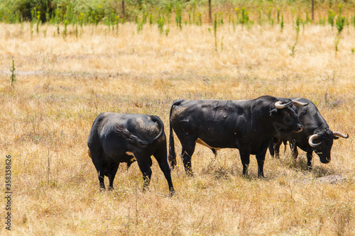 Portuguese wild bull herd in the prairie