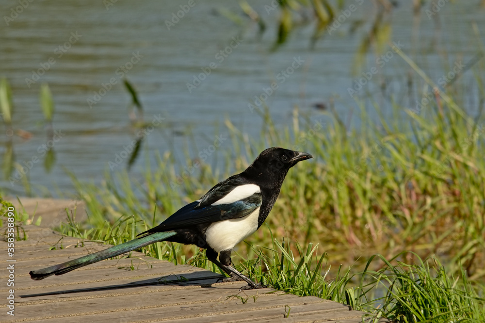 Magpie standing on a wood platform next to a lake. Magpie standing on a wood platform next to a lake.