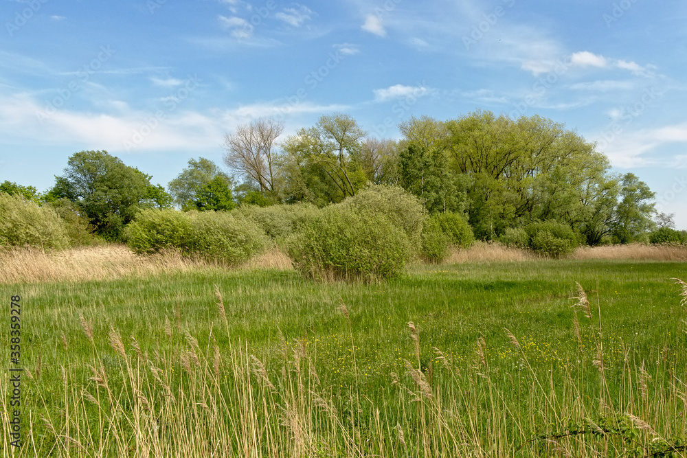Lush green sprin landscape with meadow and trees in Bourgoyen nature reserve, Ghent, Flanders, Belium Lush green sprin landscape with meadow and trees in Bourgoyen nature reserve, Ghent, Flanders, Belium