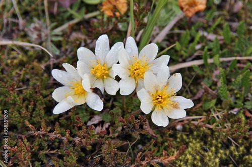 Dryas octopetala