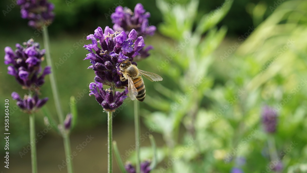a honeybee on a lavender in a garden in Germany in the month of June a honeybee on a lavender in a garden in Germany in the month of June
