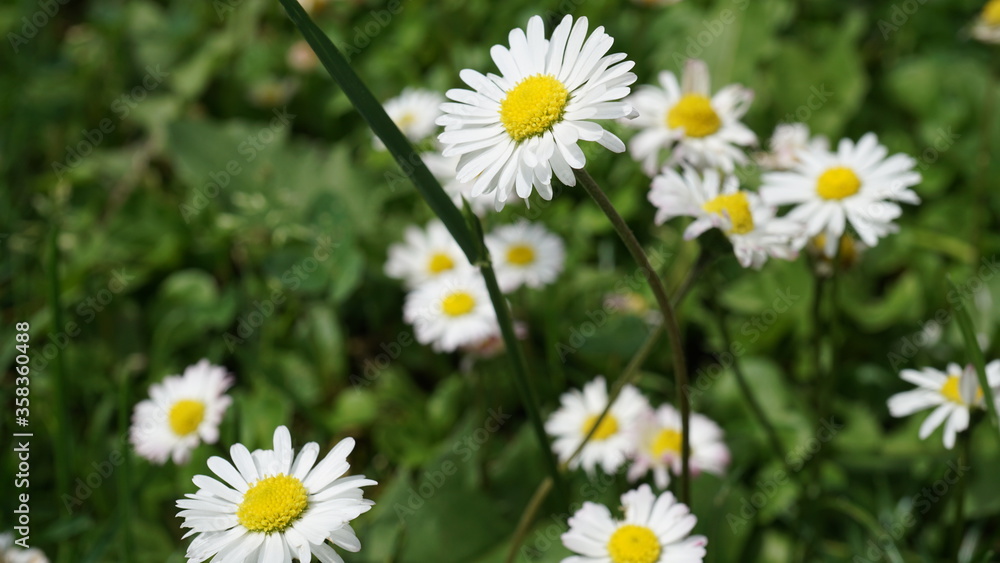 daisies in a garden in Germany in the month of June daisies in a garden in Germany in the month of June
