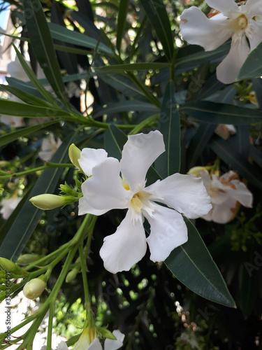 White oleander