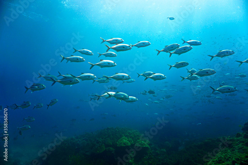 School of fish in the blue ocean