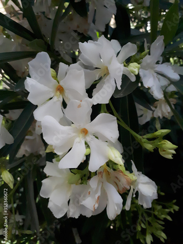 White oleander