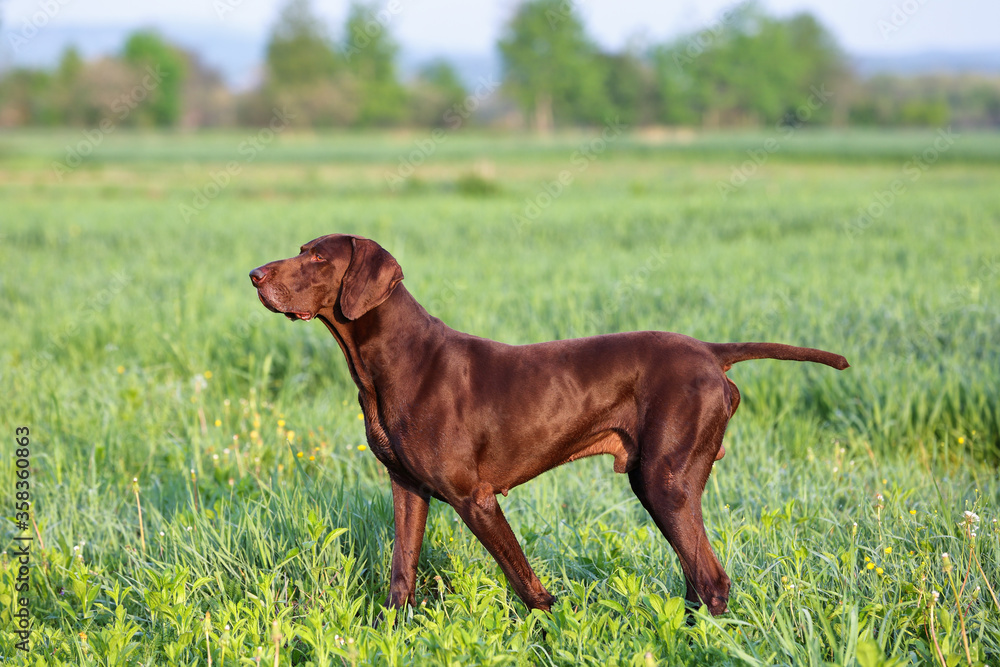 The brown hunting dog. A muscular hound, German Shorthaired Pointer, a thoroughbred, stands among the fields in the grass in the point, sniffed the smell of a wild game. Spring scenery.