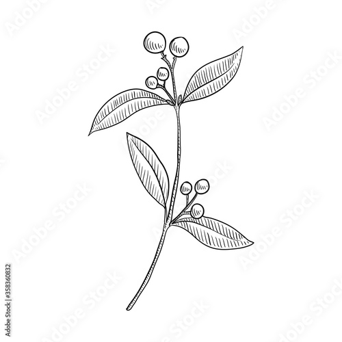 vector drawing indian sandalwood