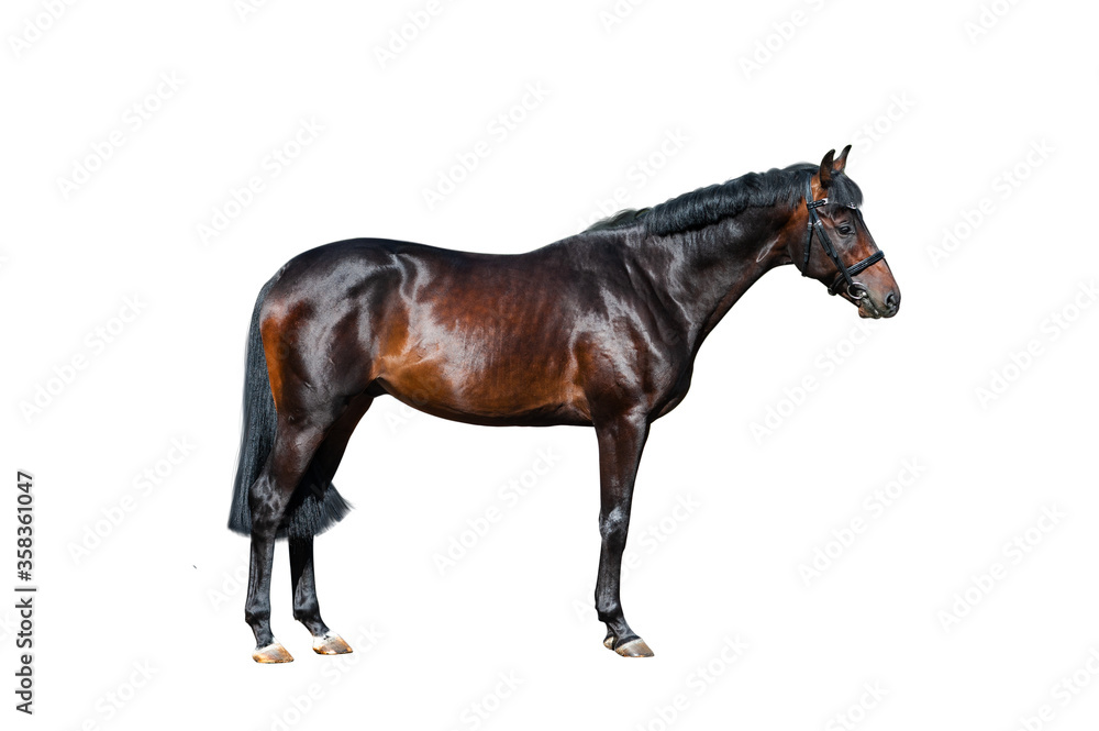 Beautiful purebred stallion standing on white