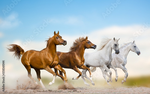 Wild arabian stallions running together in herd on a wild © Mari_art