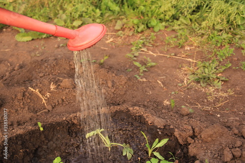 Red polivalnik watering watermelon seedling in the hole