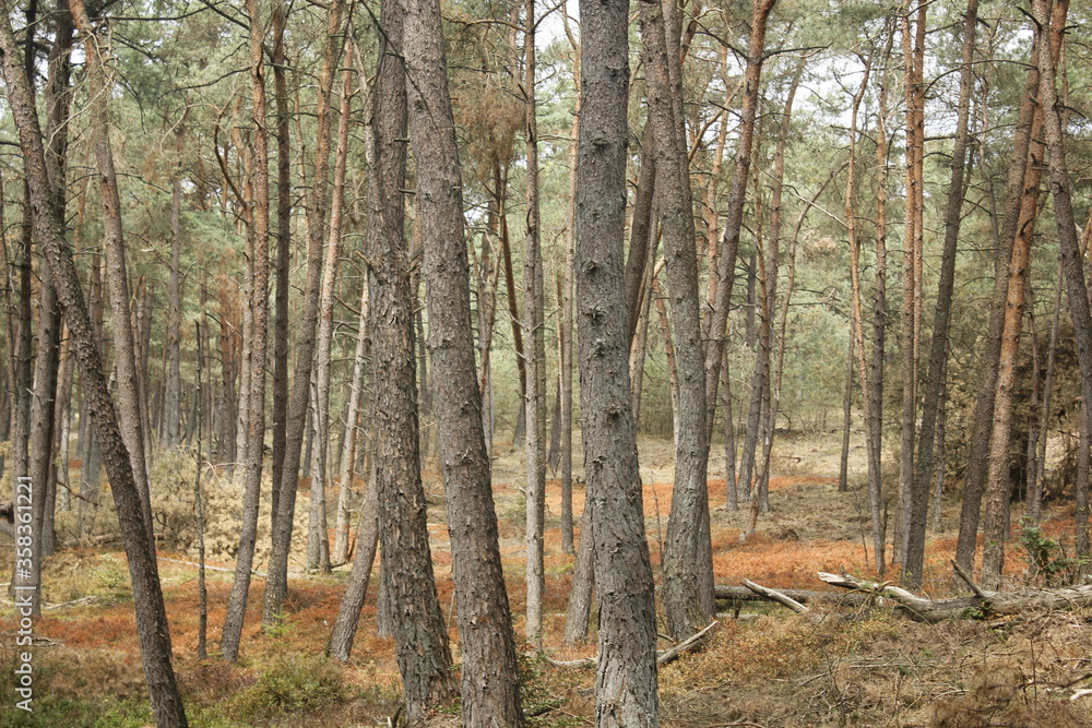 Fototapeta premium Trees standing in a forest in Veluwe