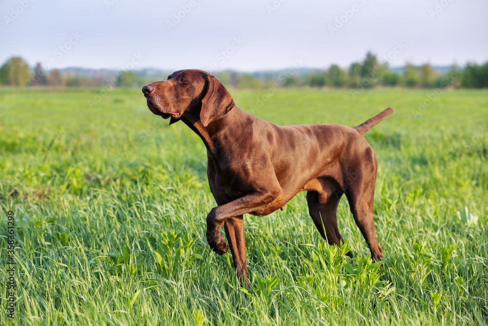 Brown German Shorthaired Pointer. A muscular hunting dog is standing in a point in the field among the green grass. A spring sunny day. Brown German Shorthaired Pointer. A muscular hunting dog is standing in a point in the field among the green grass. A spring sunny day.