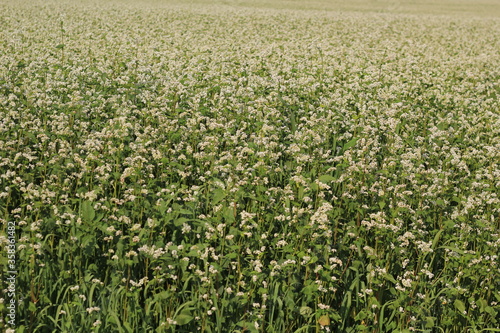 white buckwheat flowers grown on the field