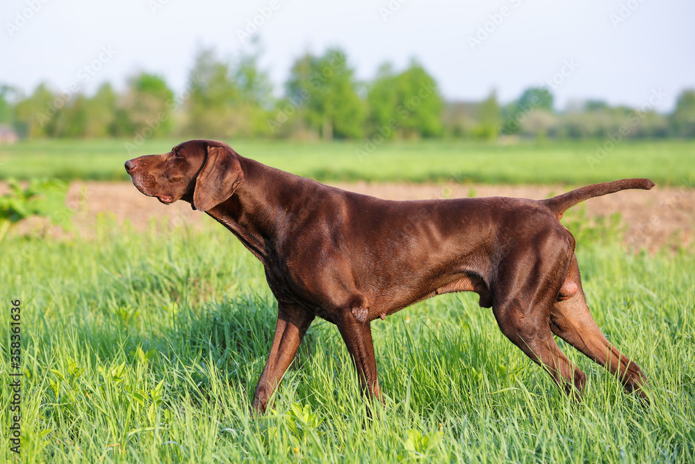 Brown German Shorthaired Pointer. A muscular hunting dog is standing in a point in the field among the green grass. A spring sunny day. Brown German Shorthaired Pointer. A muscular hunting dog is standing in a point in the field among the green grass. A spring sunny day.