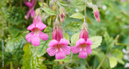 Lophospermum purpusii | Asarines grimpantes ou mufliers grimpants à fleurs pourpe ou rose carmin en trompette, au feuillage triangulaire, denté, vert foncé et brillant, tombant en cascade