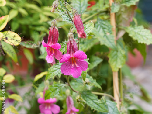 Lophospermum purpusii | Asarine grimpante ou muflier grimpant à fleur pourpe ou rose carmin en trompette