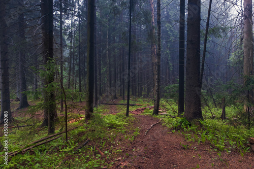 Early morning in a old spruce misty forest. The path goes into the fog between tall trees.