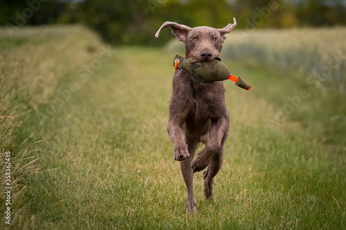  Slowakischer Rauhbart, SHS,Slovenský hrubosrstý stavač, Slowakischer Rauhaariger Vorstehhund
