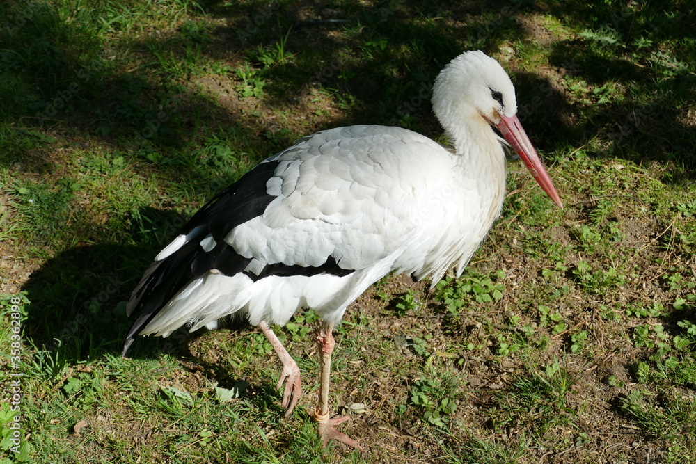 Fototapeta premium Stehender Weißstorch