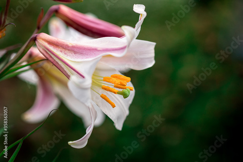 Lilium aurelian Regale Lily